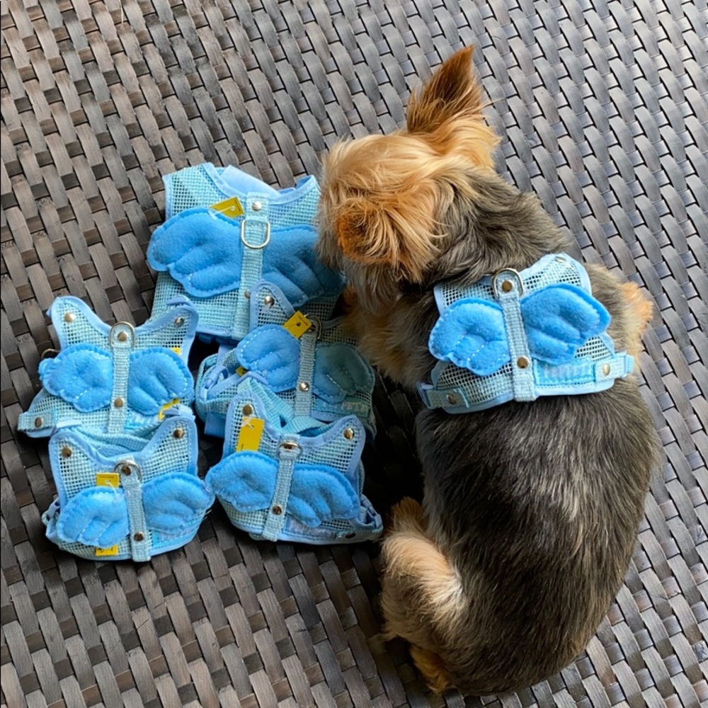 Doggy Angel harness 🐶 model is 7 lbs , wearing S